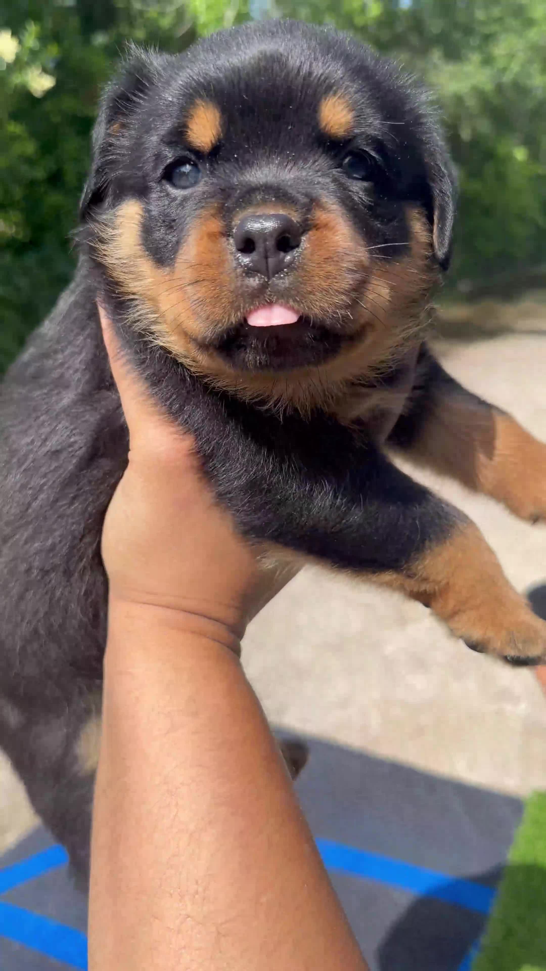 Rottweiler dogs for sale: Maximus Jr - Red Collar  - Video 1