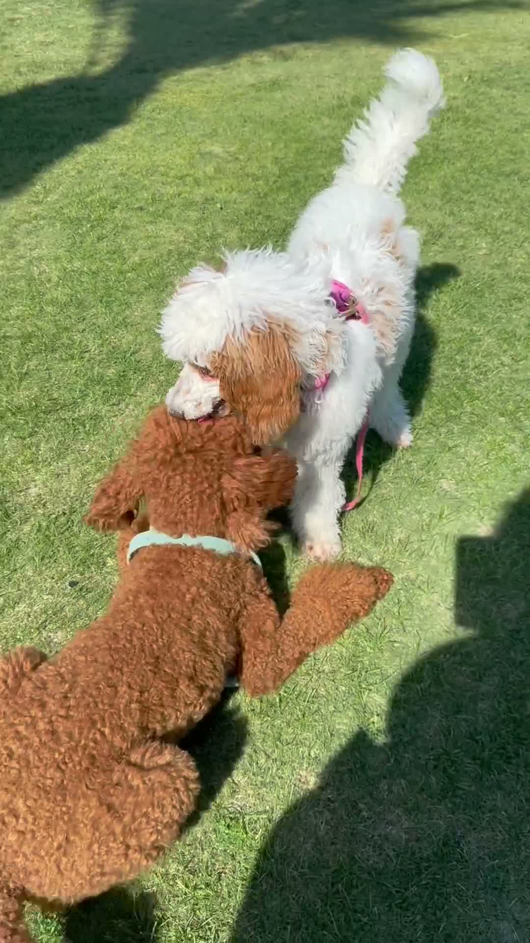 Standard Poodle dogs for sale: Beaux - Video 1