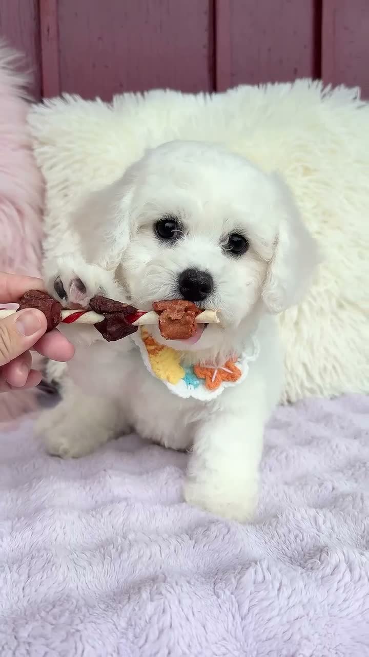 Bichon Frise dogs for sale: 🩵Nicky🩵 - Video 1