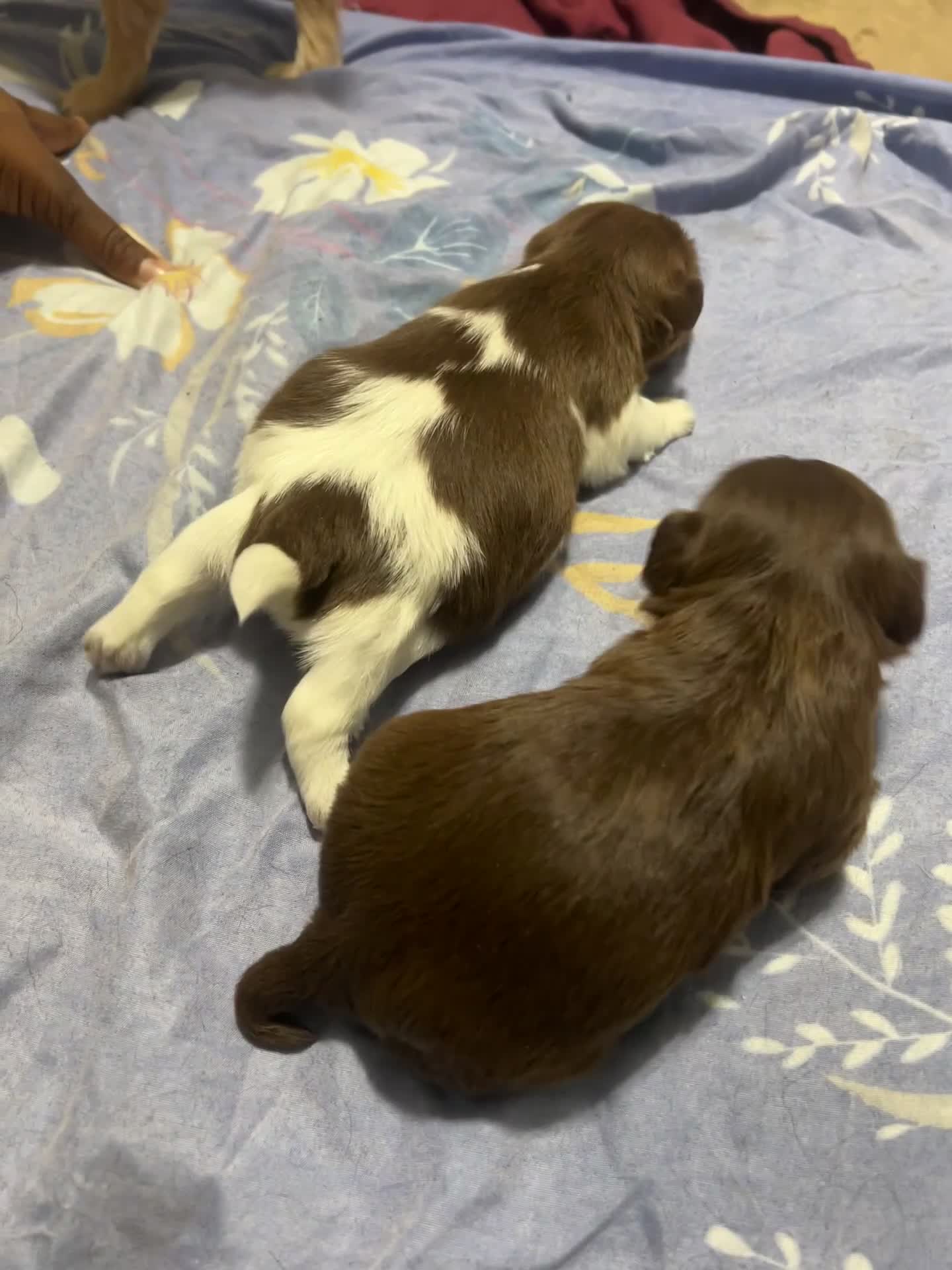 Mixed Breed dogs for sale: Bam Bam - Video 1