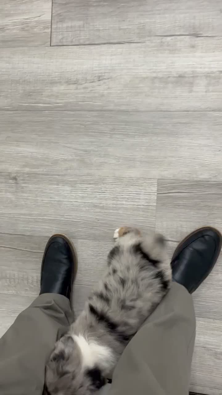 Australian Shepherd dogs for sale: Dusty - Video 1