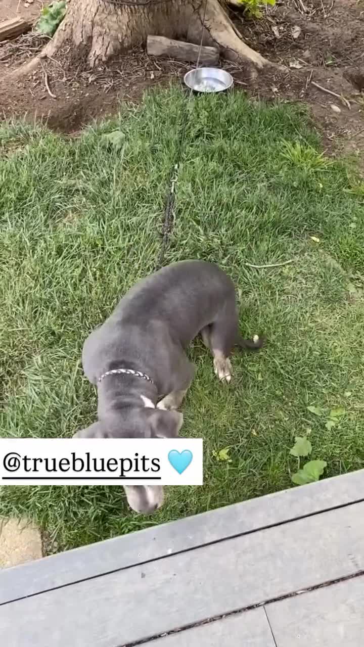 American Pit Bull Terrier dogs for sale: American Pit Bull Terrier 1 - Video 2