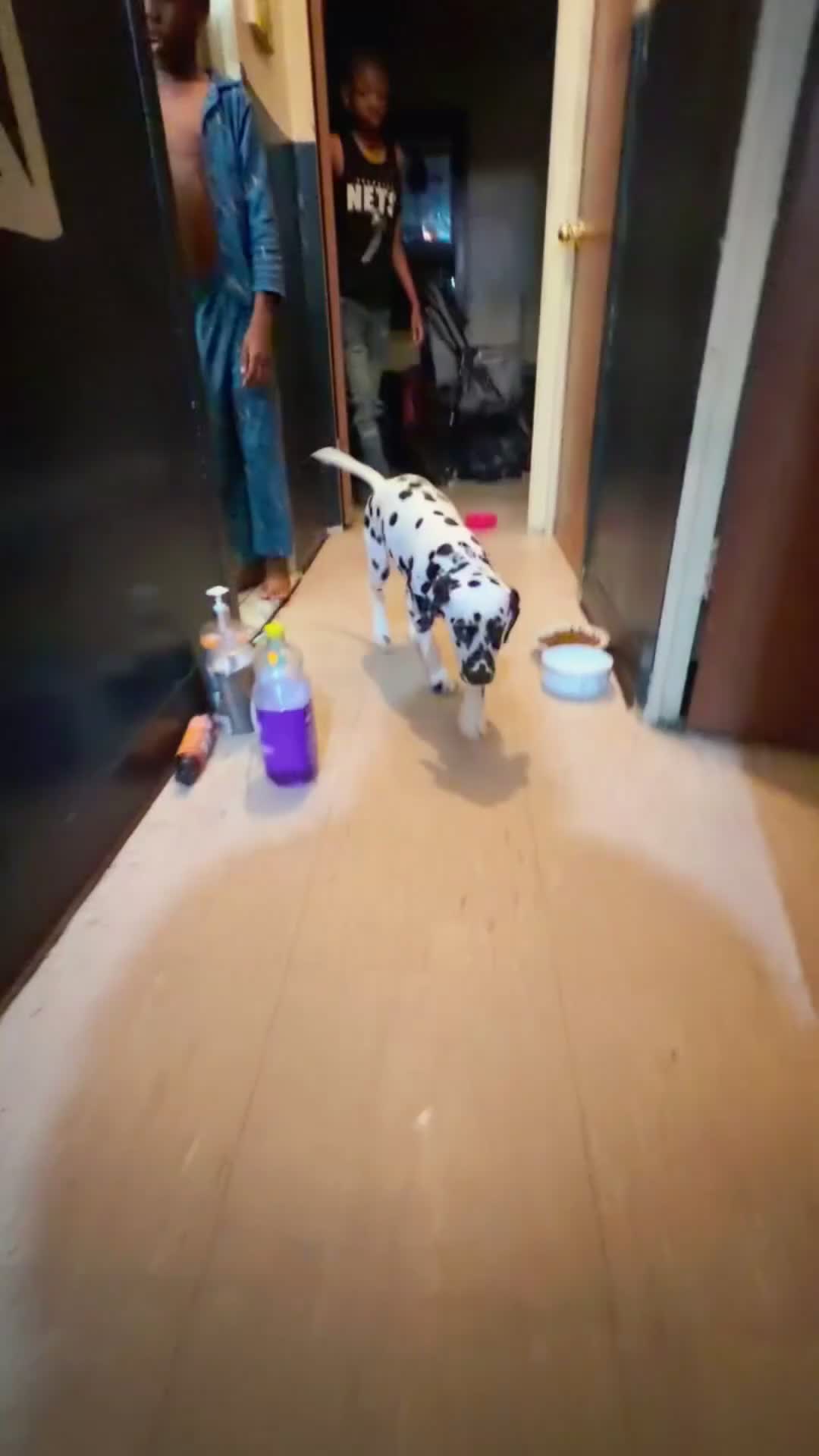 Dalmatian dogs for sale: Dalmatian 4 - Video 1