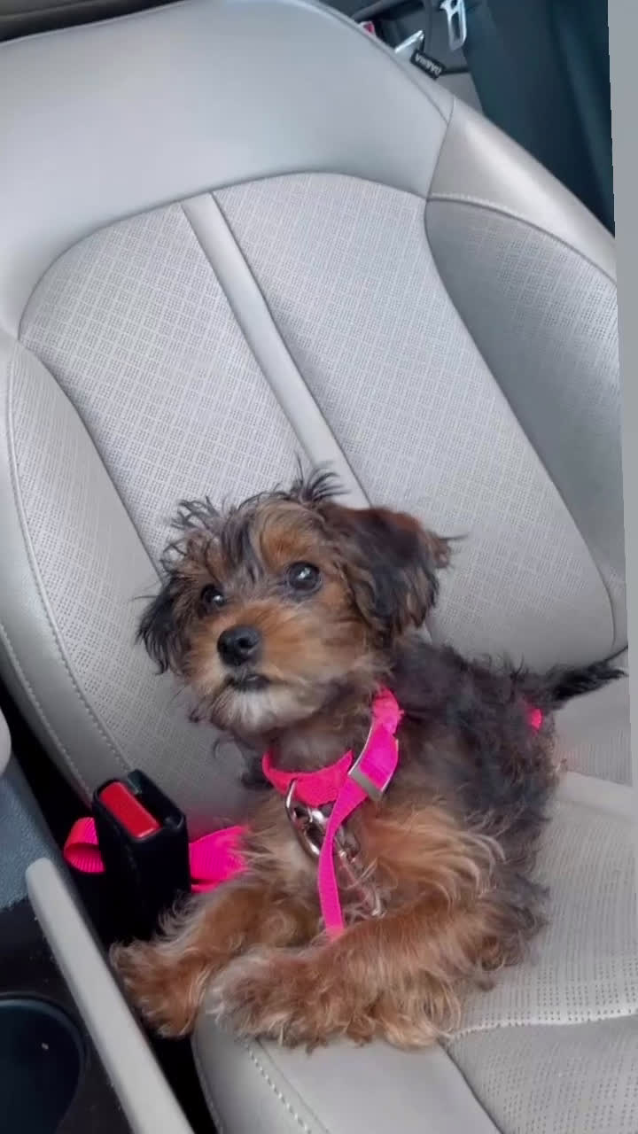 Yorkiepoo dogs for sale: Yorkiepoo Puppy 2 - Video 5