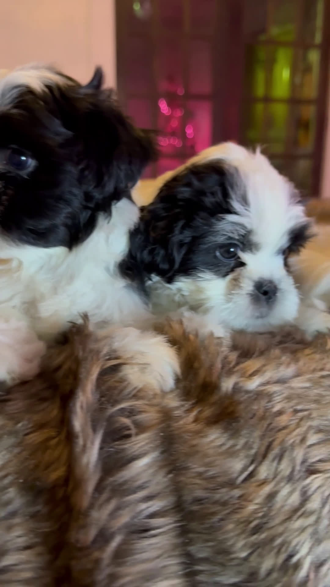 Shih Tzu dogs for sale: Shih Tzu Puppy 1 - Video 1
