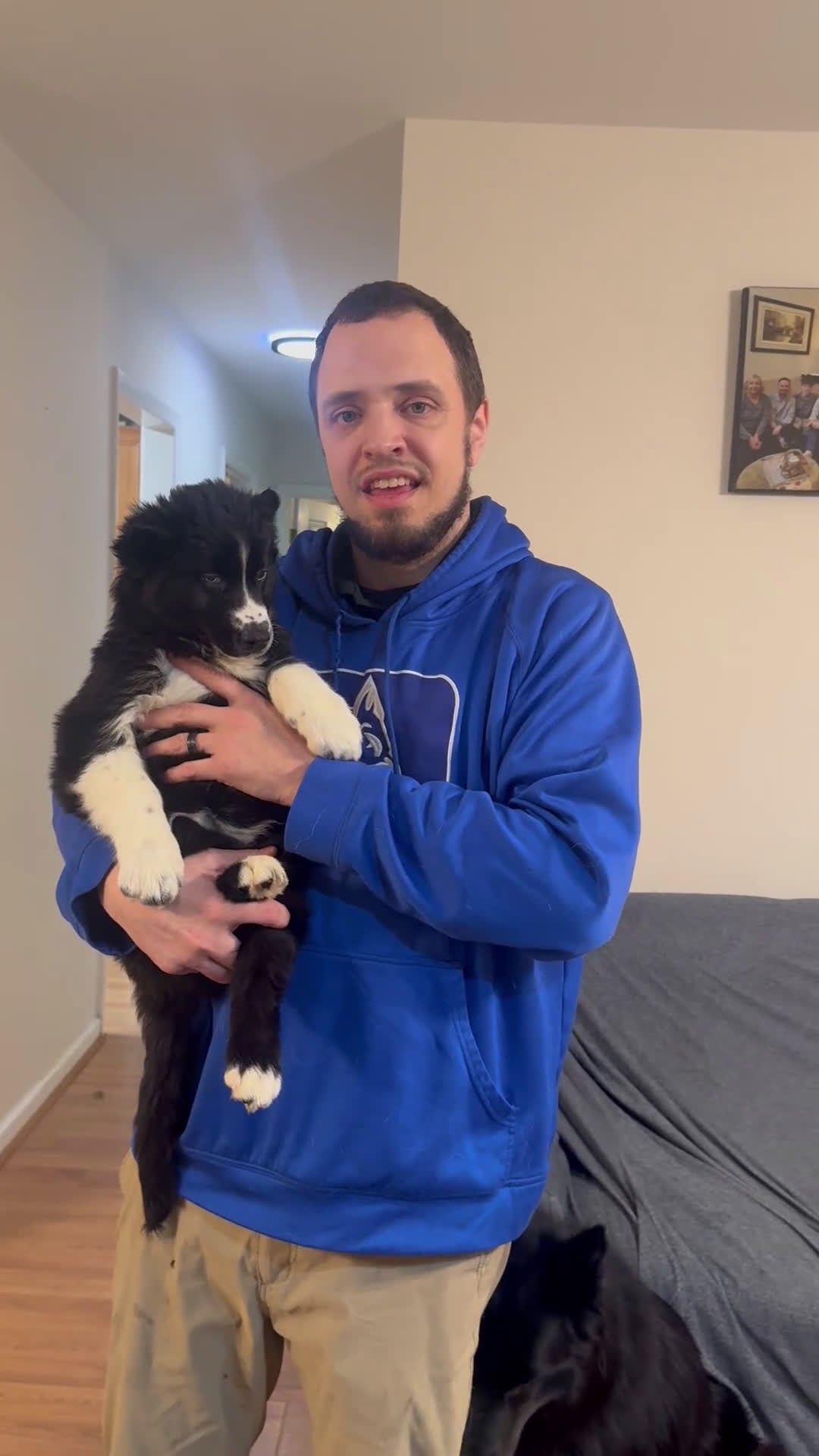 Siberian Husky dogs for sale: Honey - Video 1