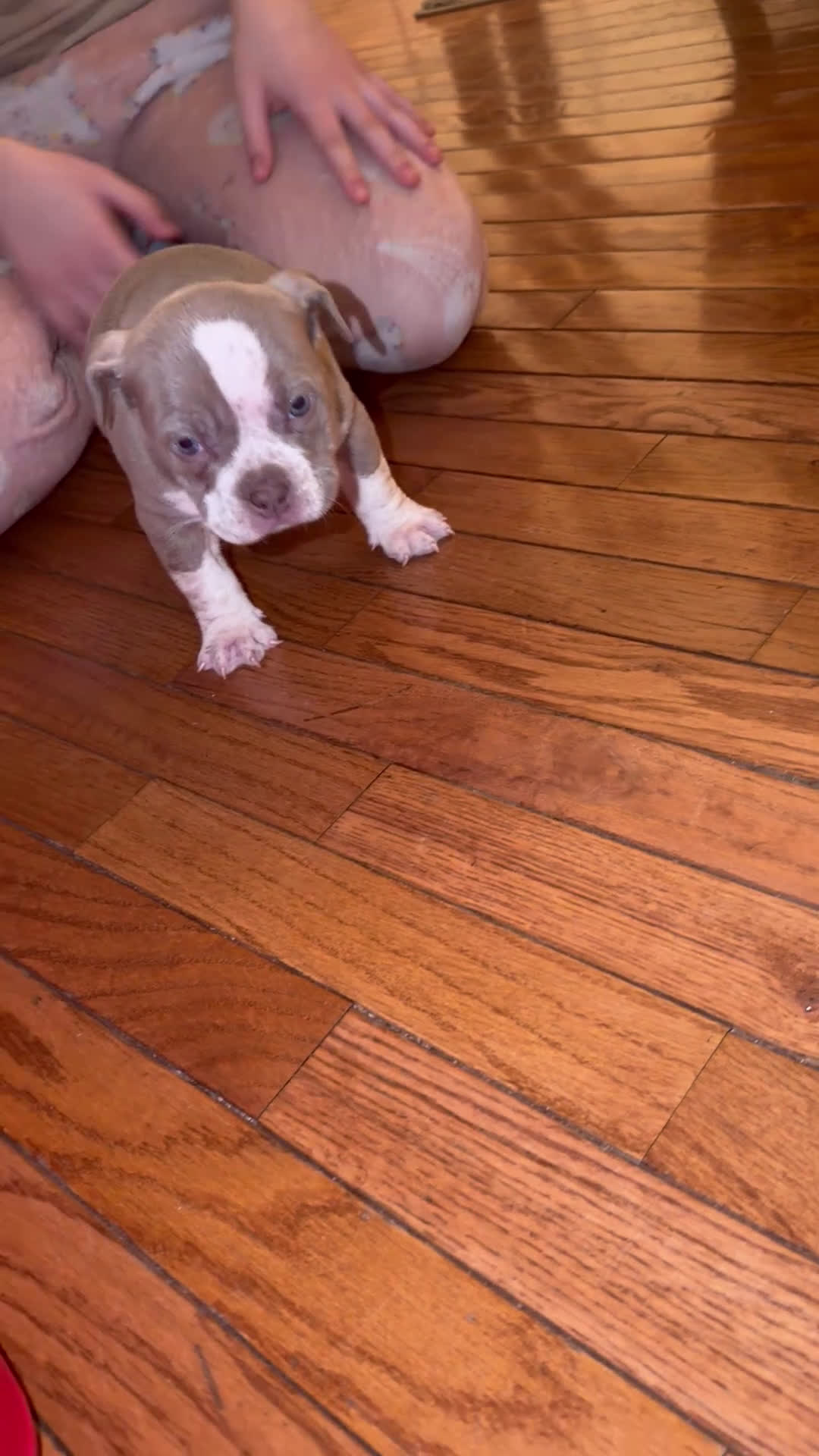 American Bully dogs for sale: American Bully Puppy 3 - Video 1