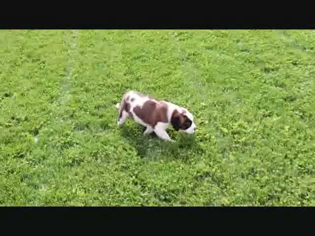 Saint Bernard dogs for sale: Summer - Video 1