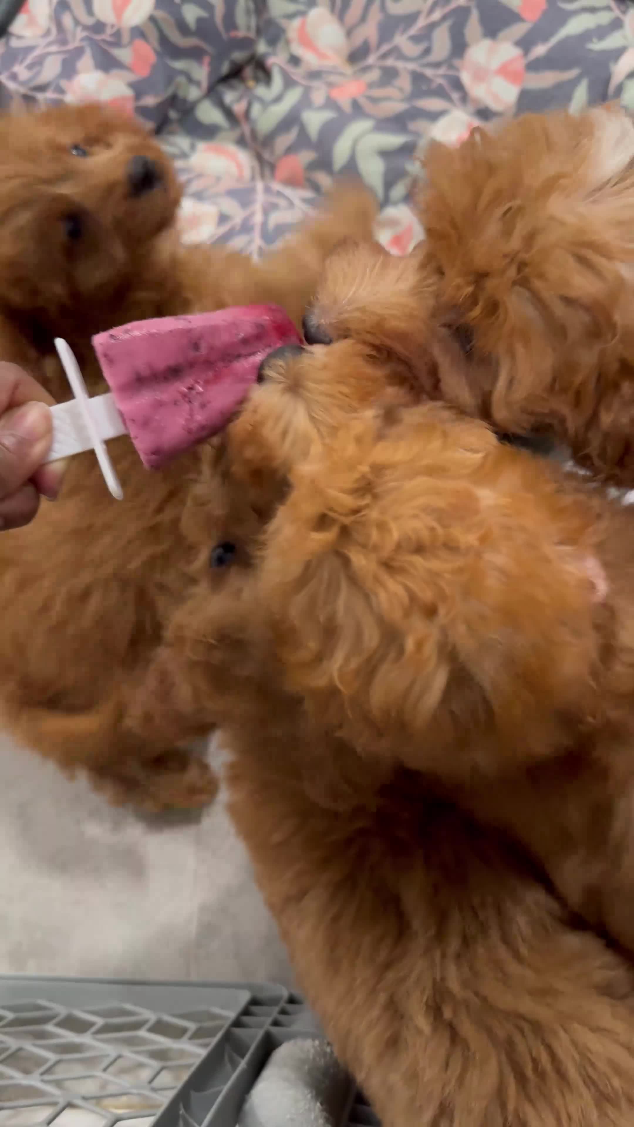 Cavapoo dogs for sale: Lilly  - Video 2
