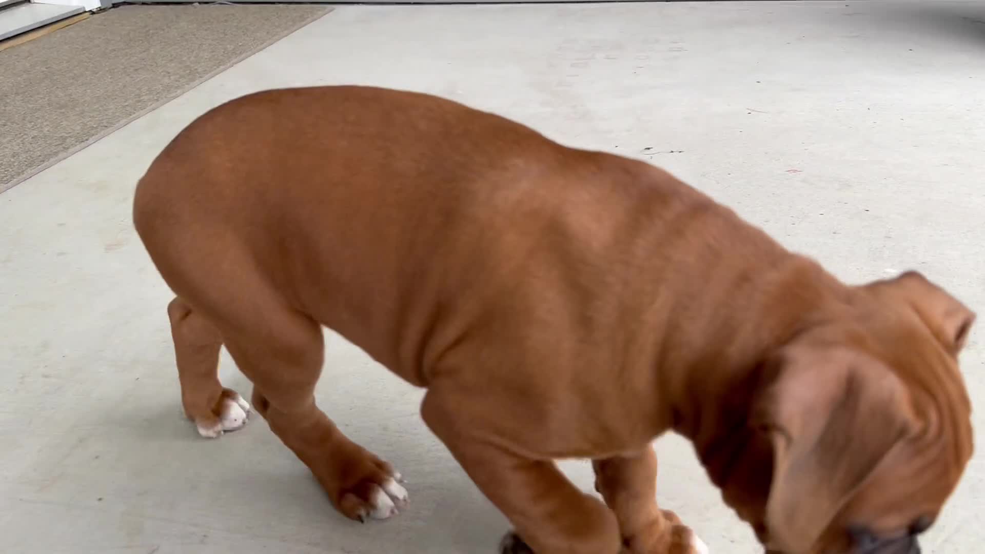 Boxer dogs for sale: Coco - Video 1
