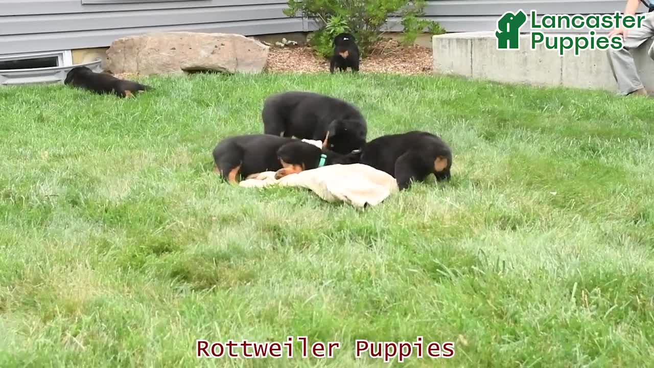 Rottweiler dogs for sale: Kiara - Video 1