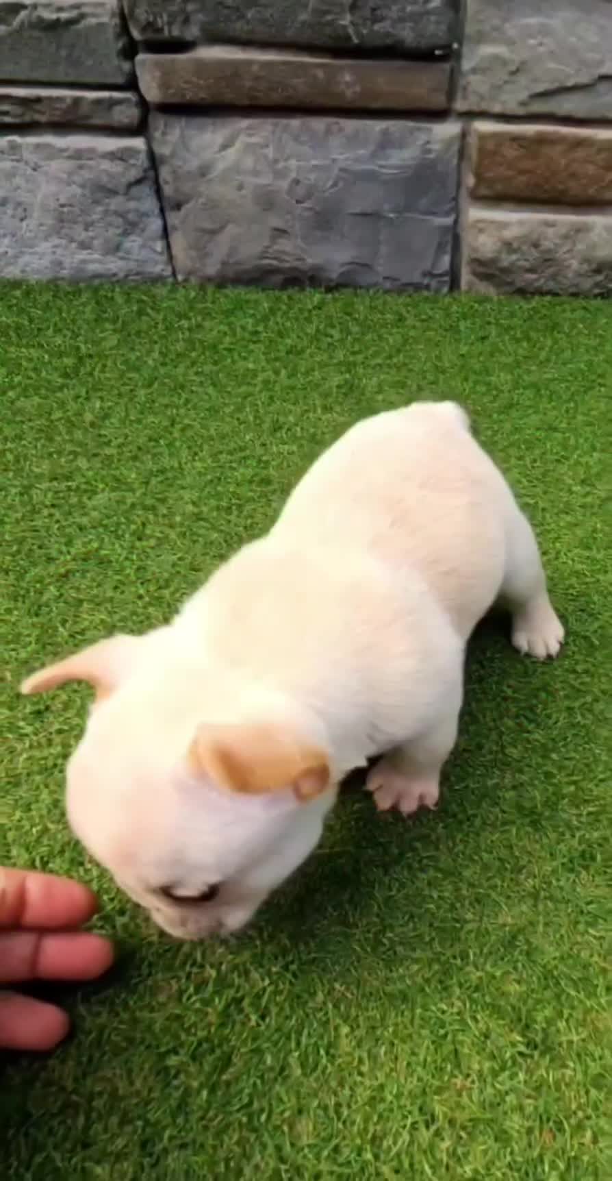 French Bulldog dogs for sale: Micro Machine (akc) - Video 1