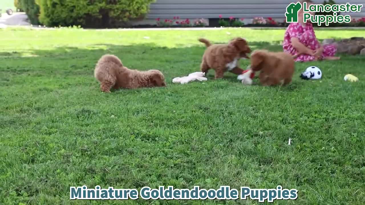 Goldendoodle dogs for sale: Casey - Video 1