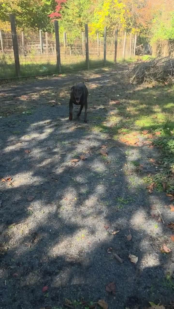 Doberman Pinscher dogs for sale: Doberman Pinscher 1 - Video 2