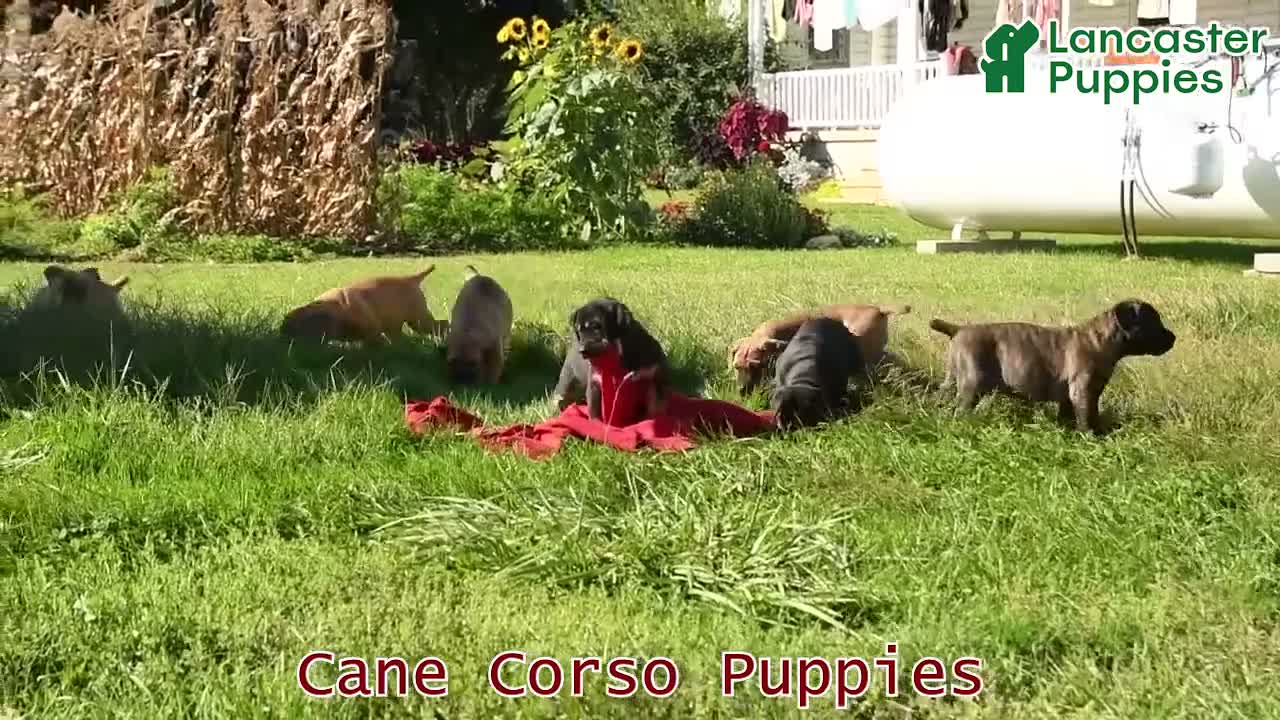 Cane Corso dogs for sale: Meatloaf - Video 1