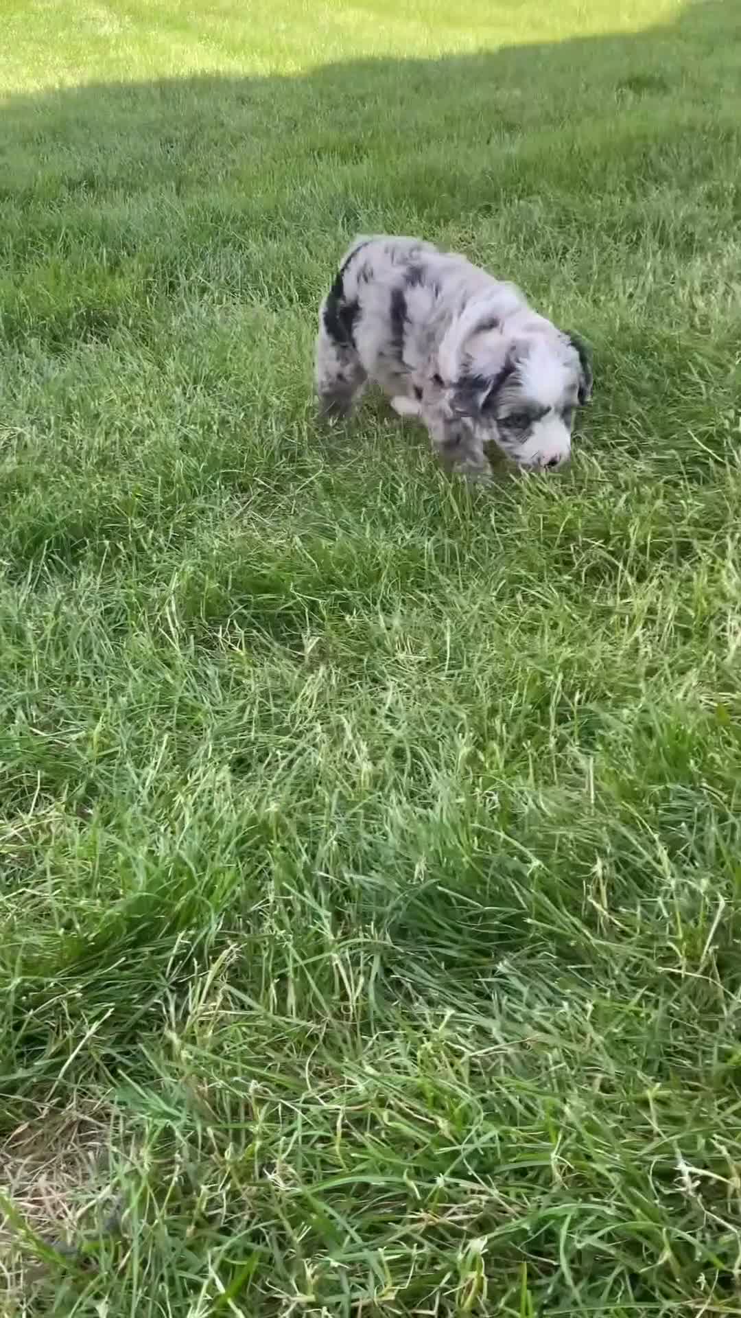 Mini Aussiedoodle dogs for sale: Jenna 🎀 - Video 1
