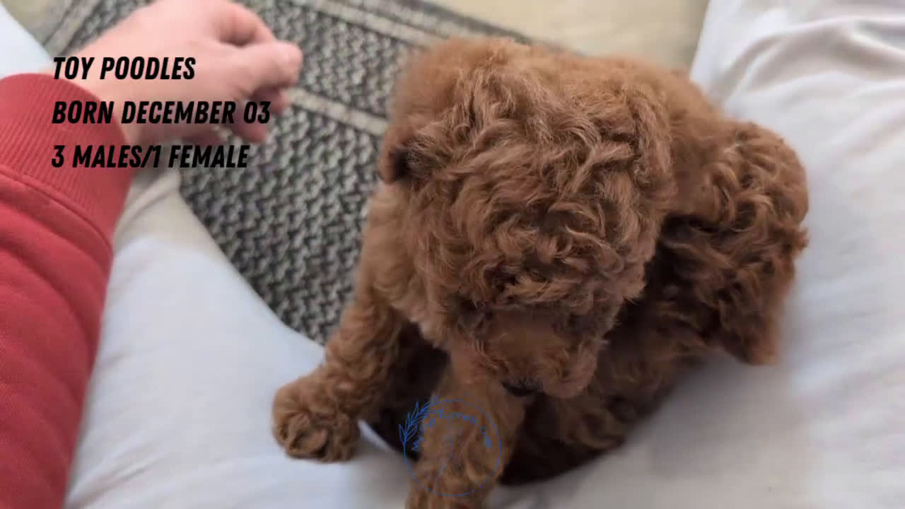 Toy Poodle dogs for sale: Cash - Video 3