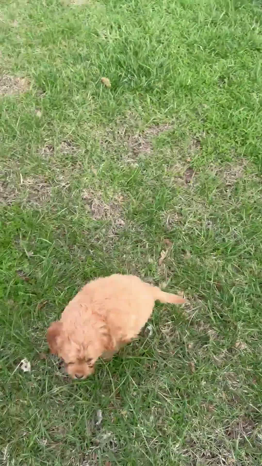 Cavapoo dogs for sale: Rusty - Video 1