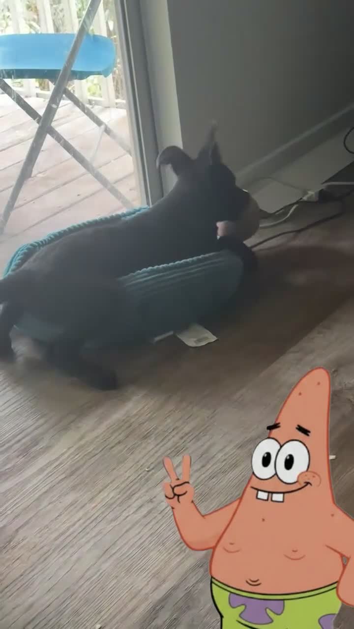 German Shepherd dogs for sale: Missy Serenity - Video 1