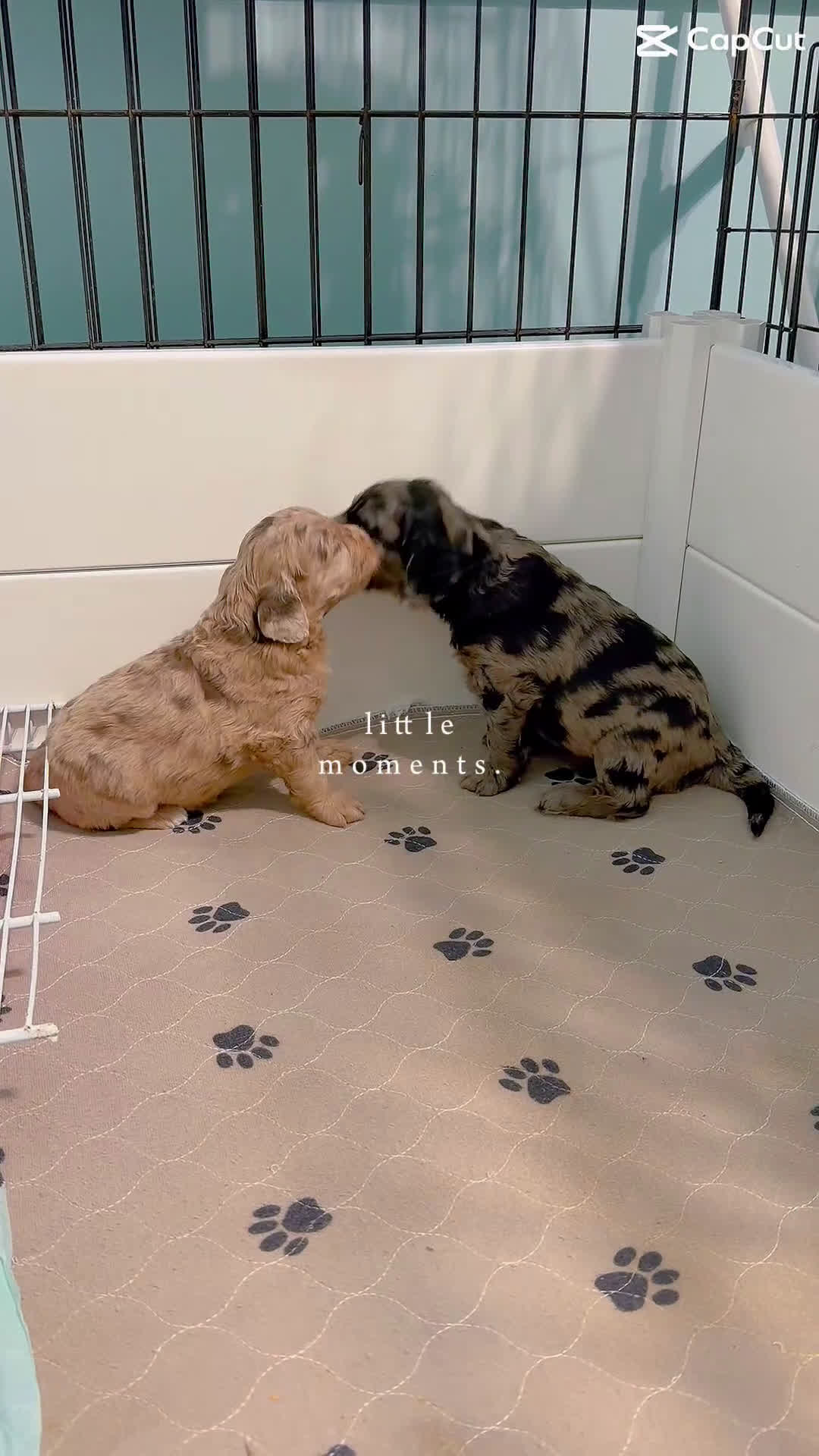 Mixed Breed dogs for sale: Chick - Video 1