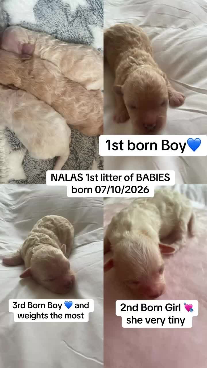 Shihpoo dogs for sale: Shihpoo 1 - Video 2