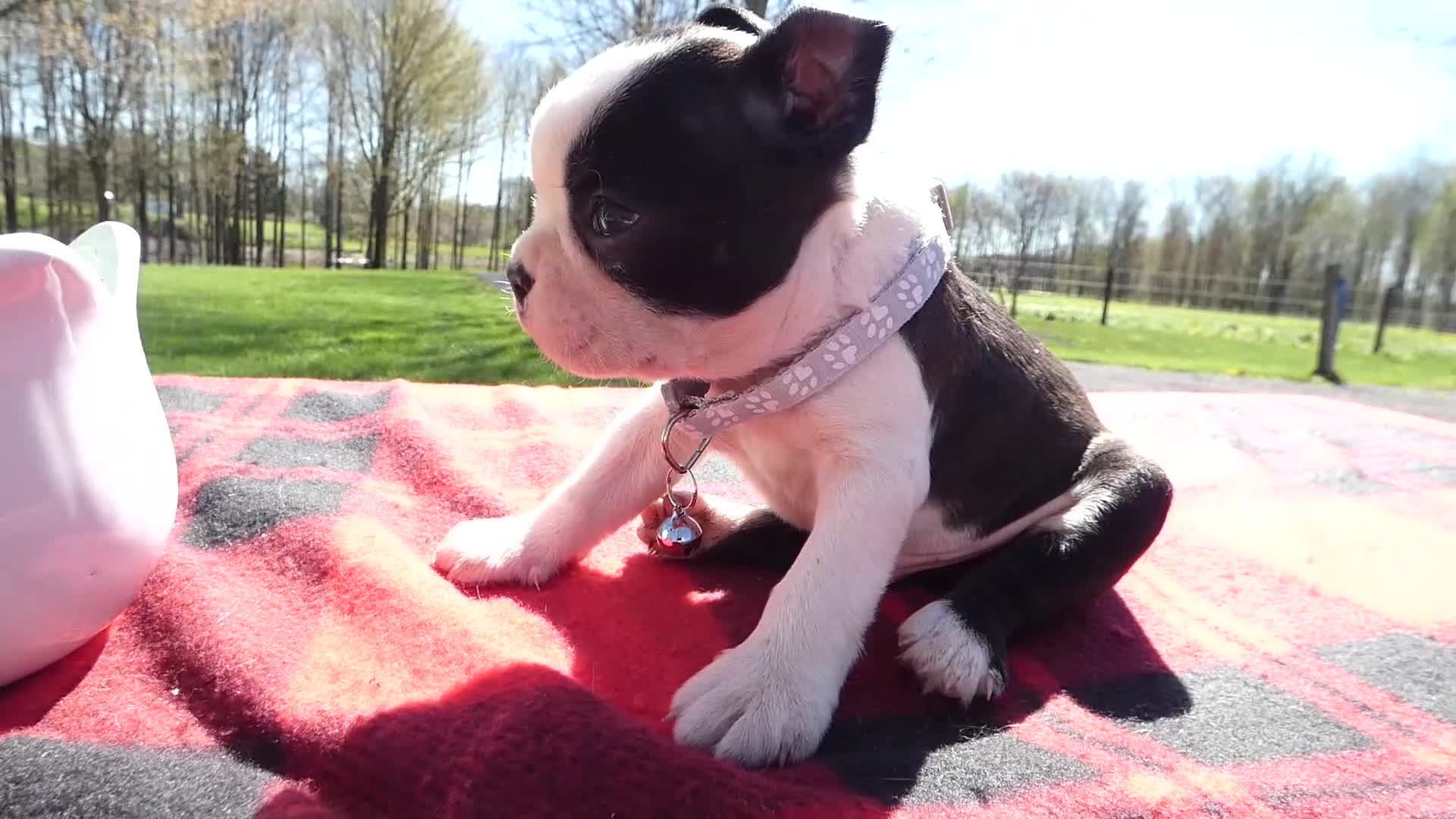 Boston Terrier dogs for sale: Boston Terrier Puppy 1 Drake - Video 1