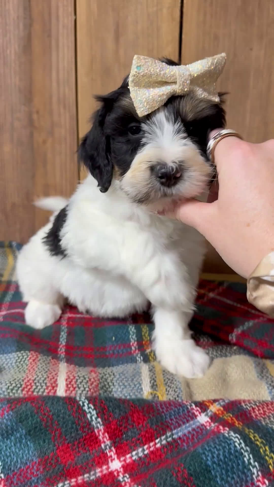 Mini Bernedoodle dogs for sale: Frank - Video 7