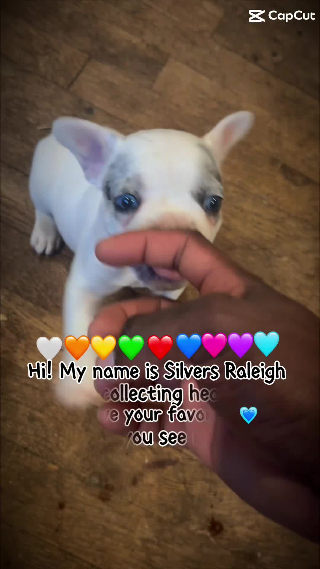 French Bulldog dogs for sale: Silvers Raleigh - Video 2