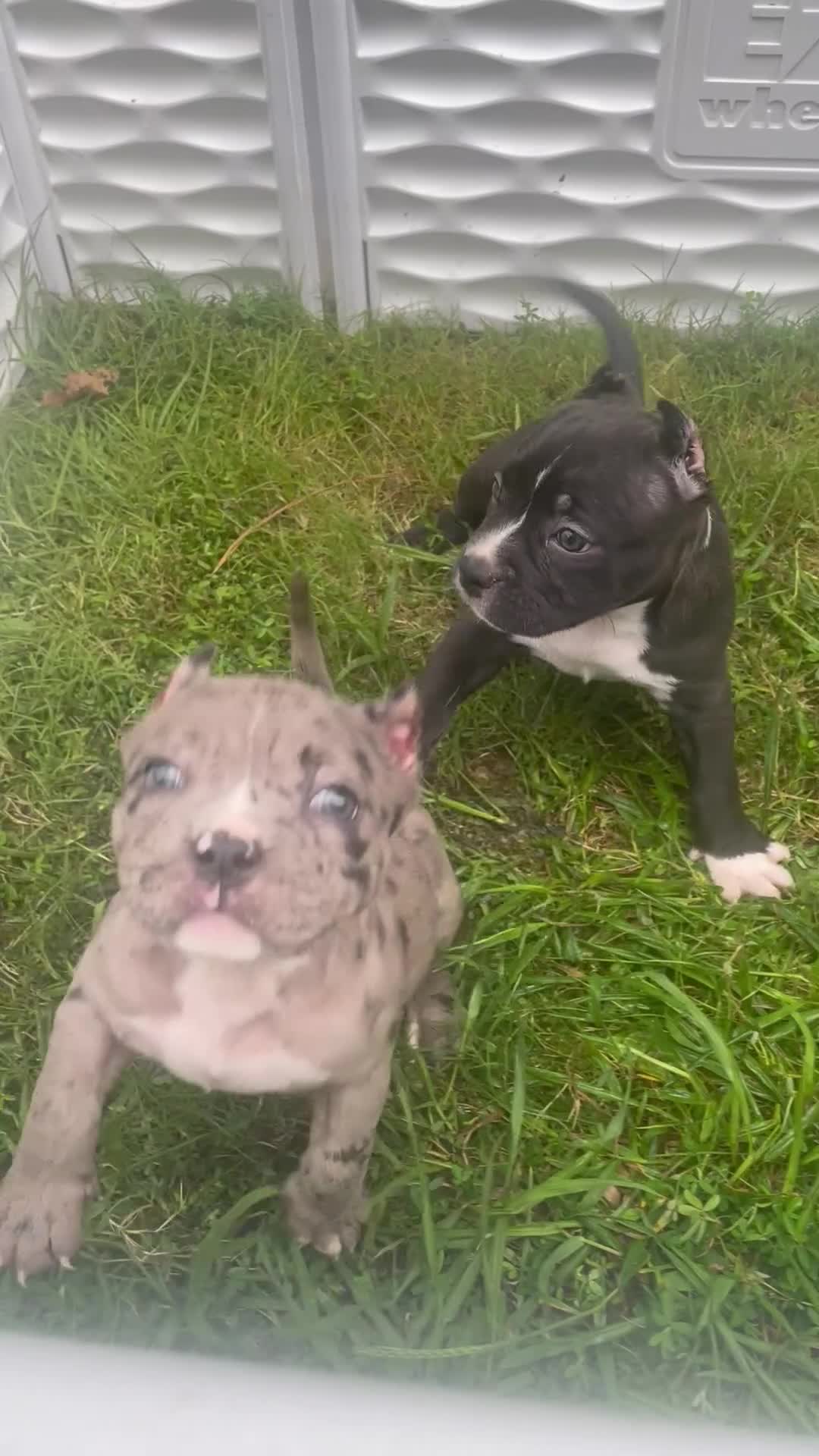 American Bully dogs for sale: American Bully 1 - Video 1