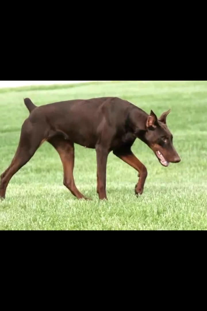 Doberman Pinscher dogs for sale: with Ear Crop - Video 2