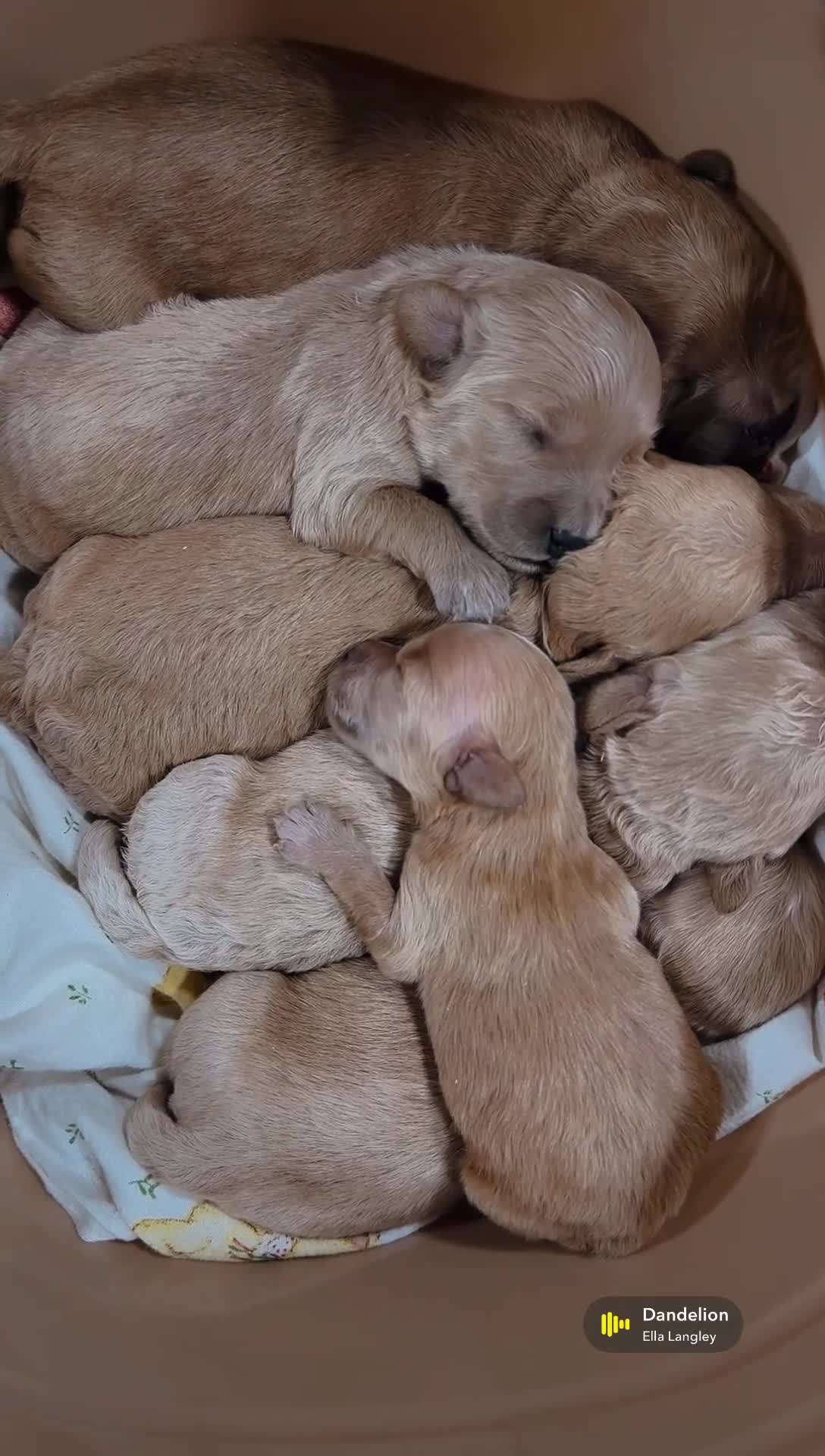 Mini Goldendoodle dogs for sale: Hudson - Mini Goldendoodle - Video 1