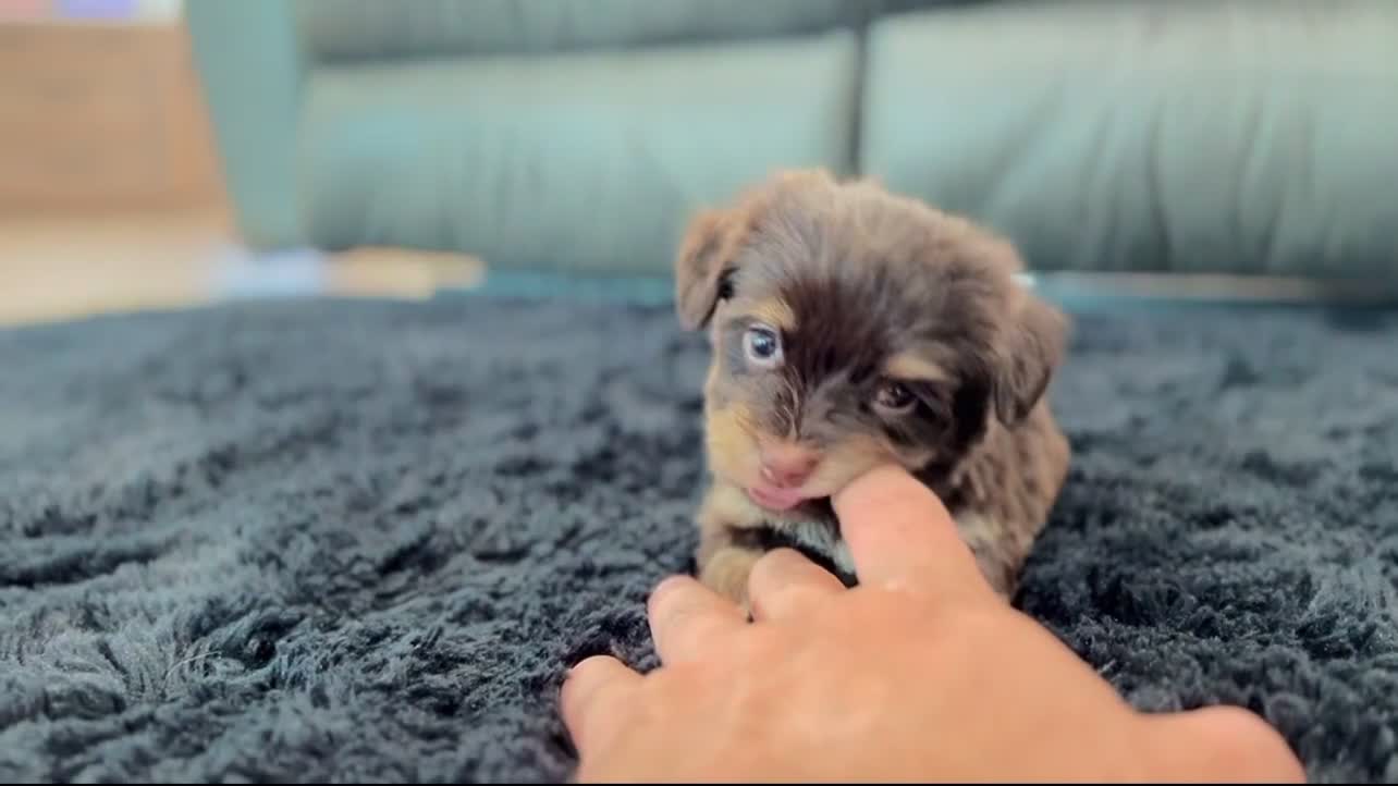 Havanese dogs for sale: Amber - Video 1