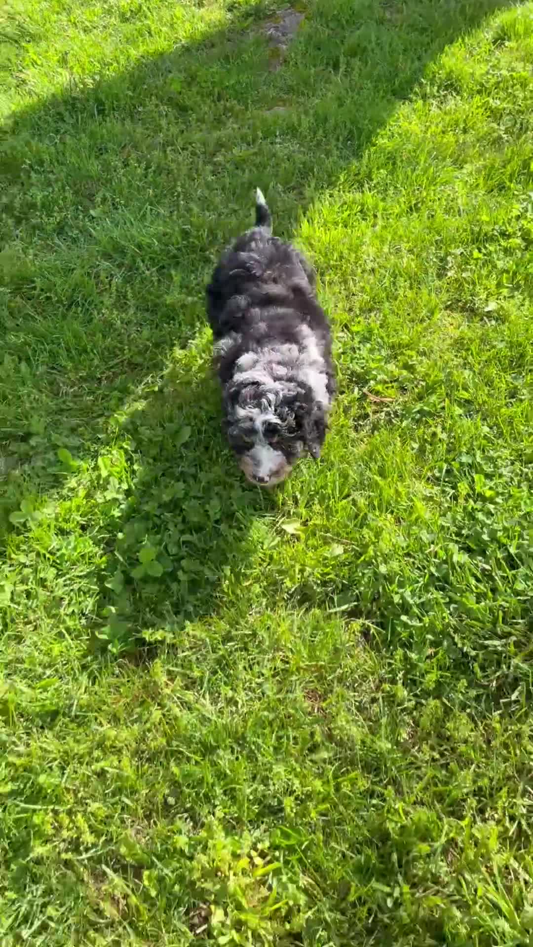 Mini Bernedoodle dogs for sale: Haylie - Video 1
