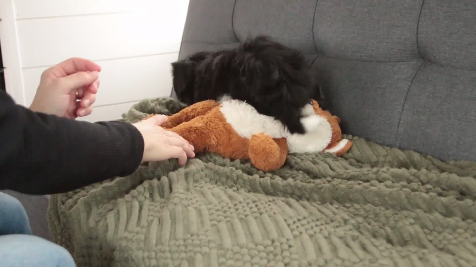 Havanese dogs for sale: Oreo - Video 1