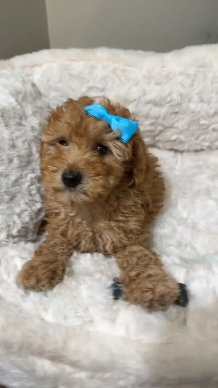Maltipoo dogs for sale: Mia  - Video 1