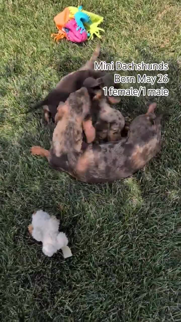 Miniature Dachshund dogs for sale: Xander - Video 2