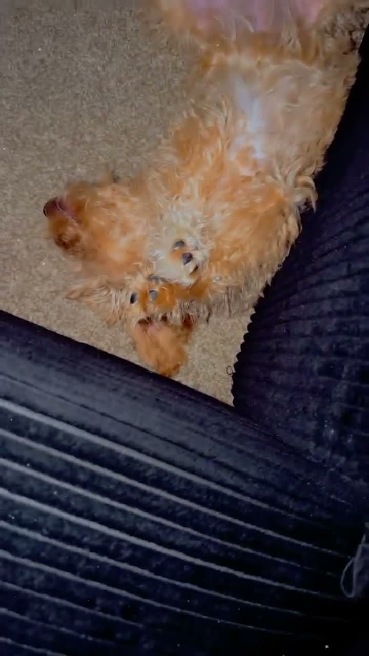 Cockapoo dogs for sale: Cockapoo - Video 2