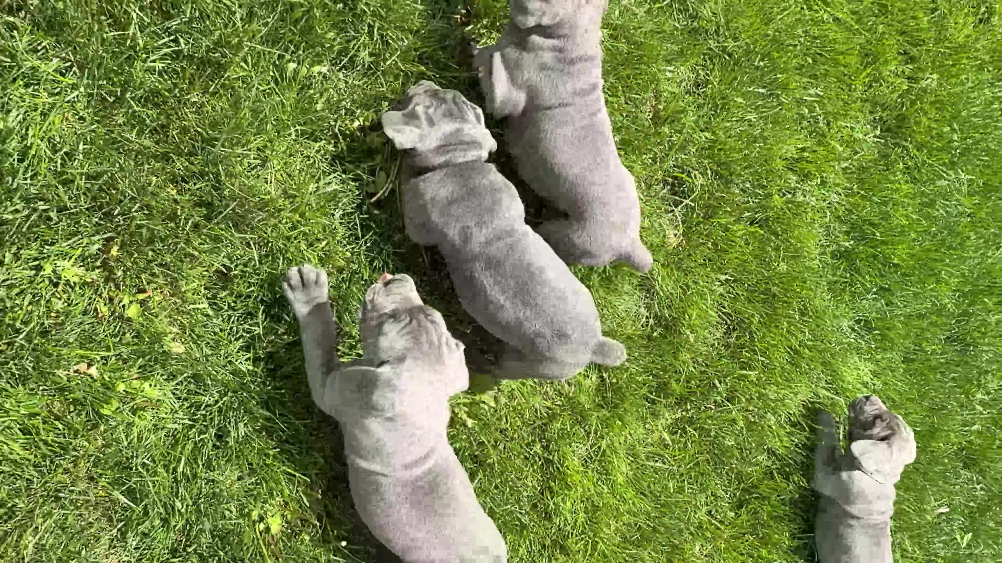 Cane Corso dogs for sale: Bianca - Video 1