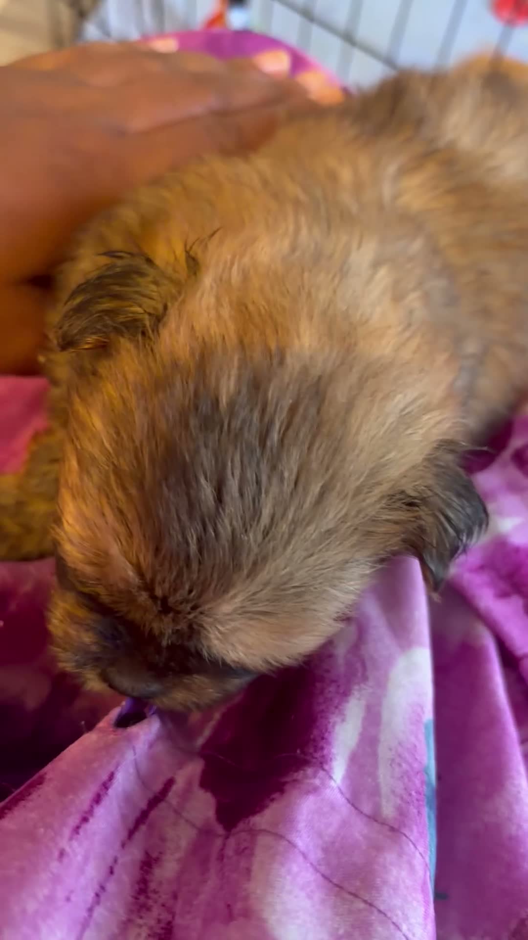 Mixed Breed dogs for sale: Mixed Breed 1 - Video 1