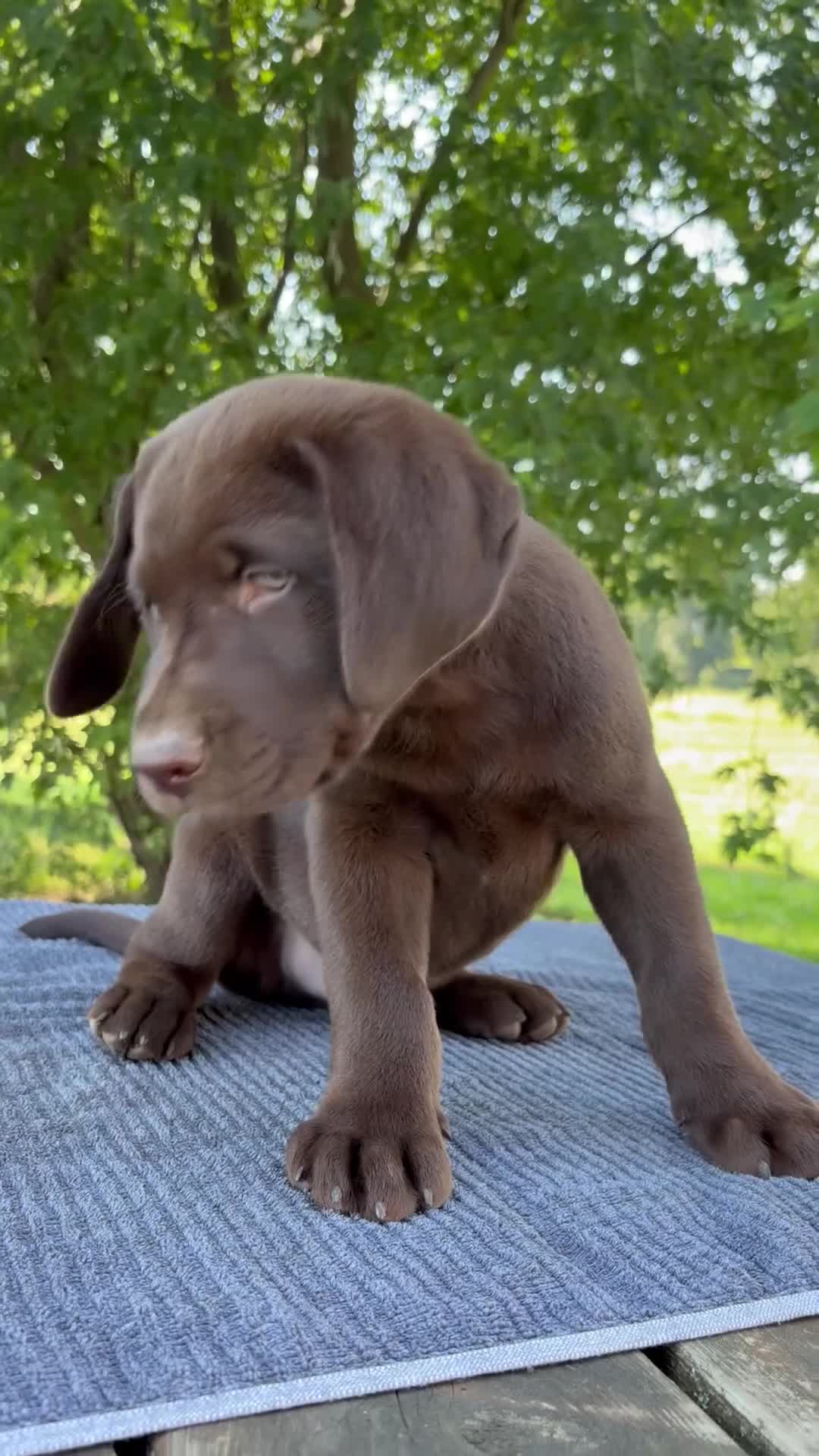 Labrador Retriever dogs for sale: Max - Video 1