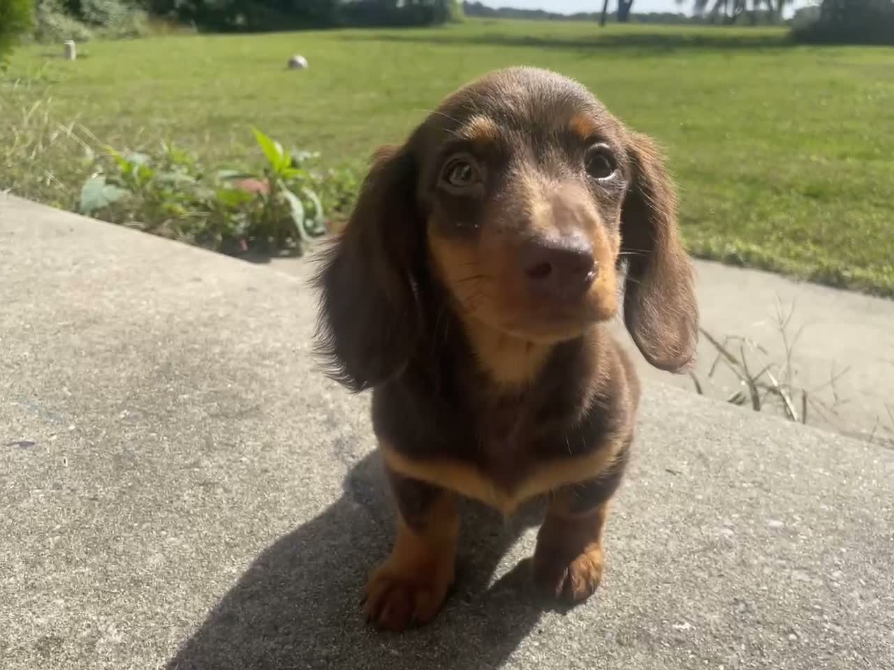 Miniature Dachshund dogs for sale: Nutella  - Video 1