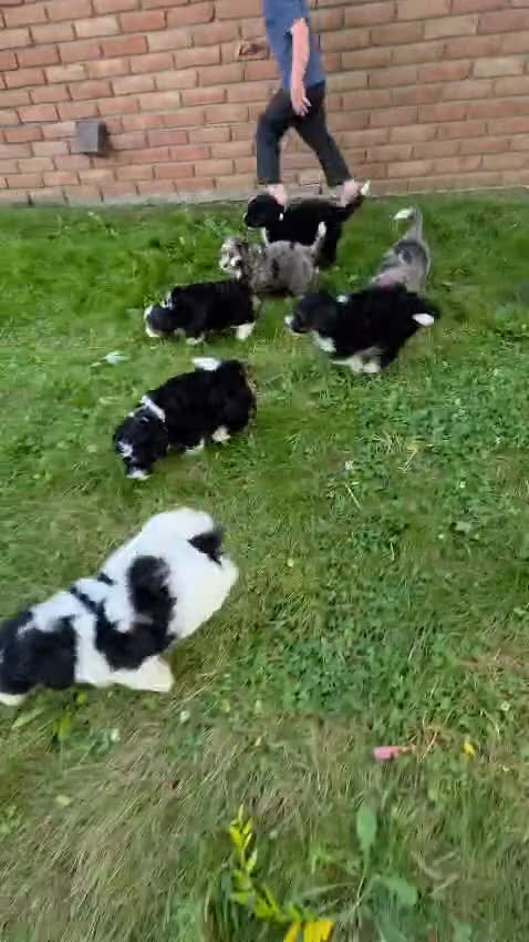 Mini Bernedoodle dogs for sale: Sandy - Video 1