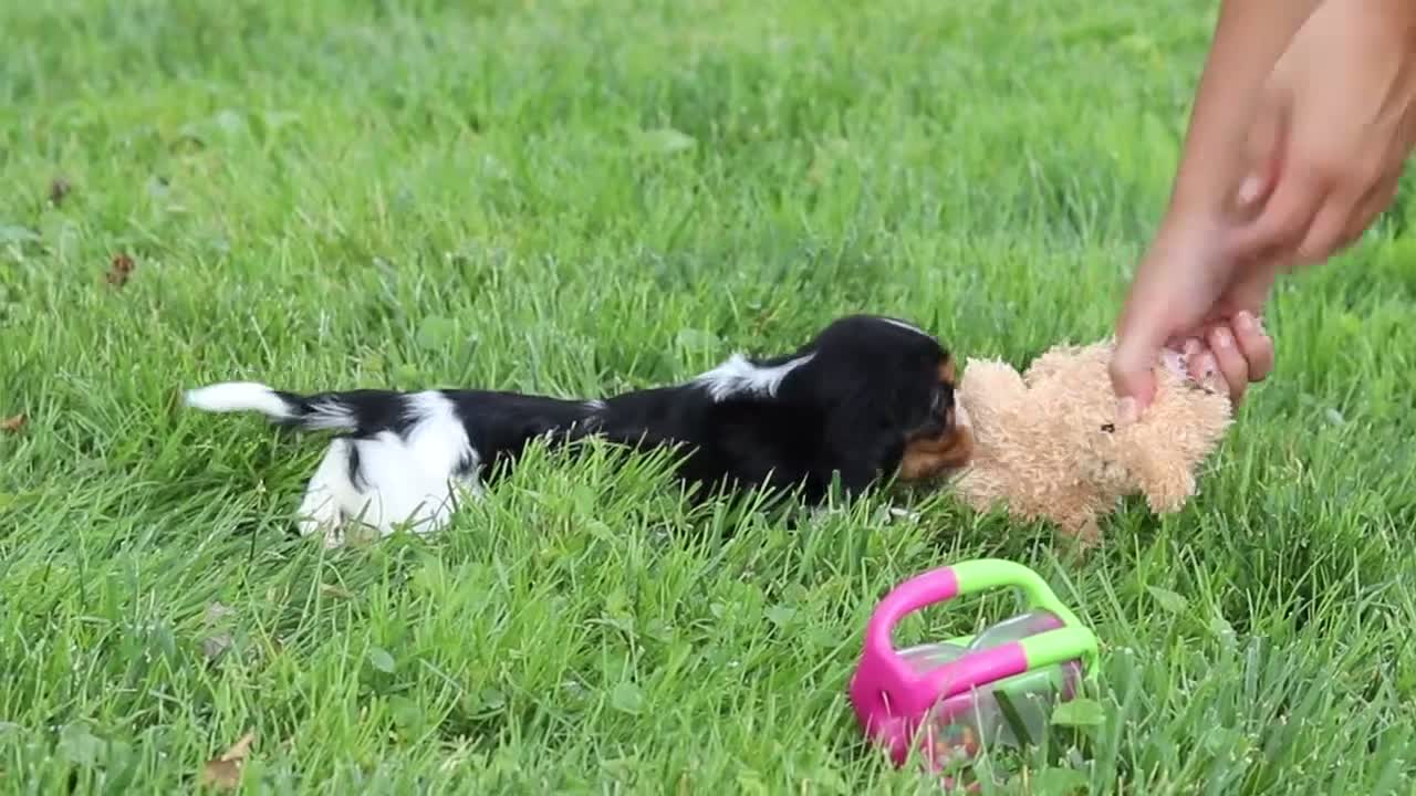 Cavalier King Charles Spaniel dogs for sale: Fern - Video 1