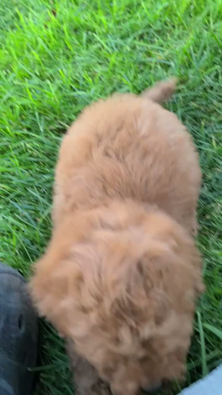 Miniature Poodle dogs for sale: Goby - Video 1
