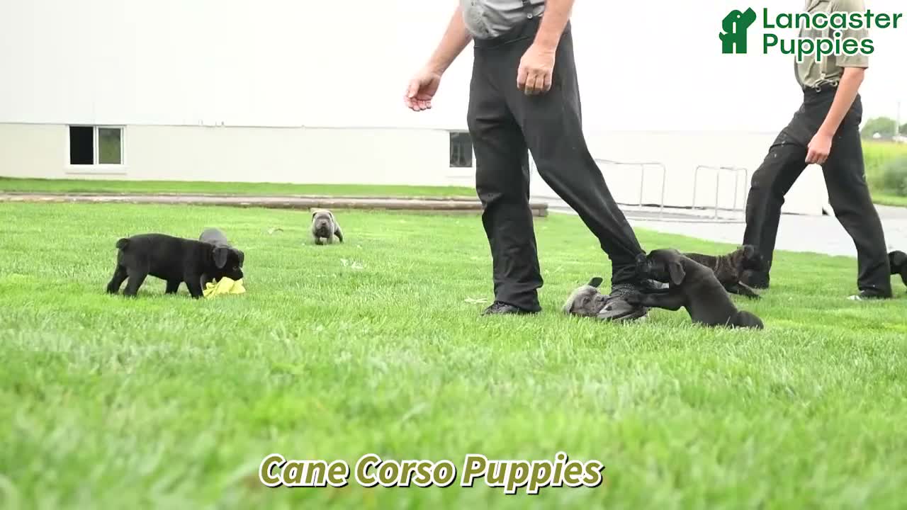 Cane Corso dogs for sale: Chara  - Video 1