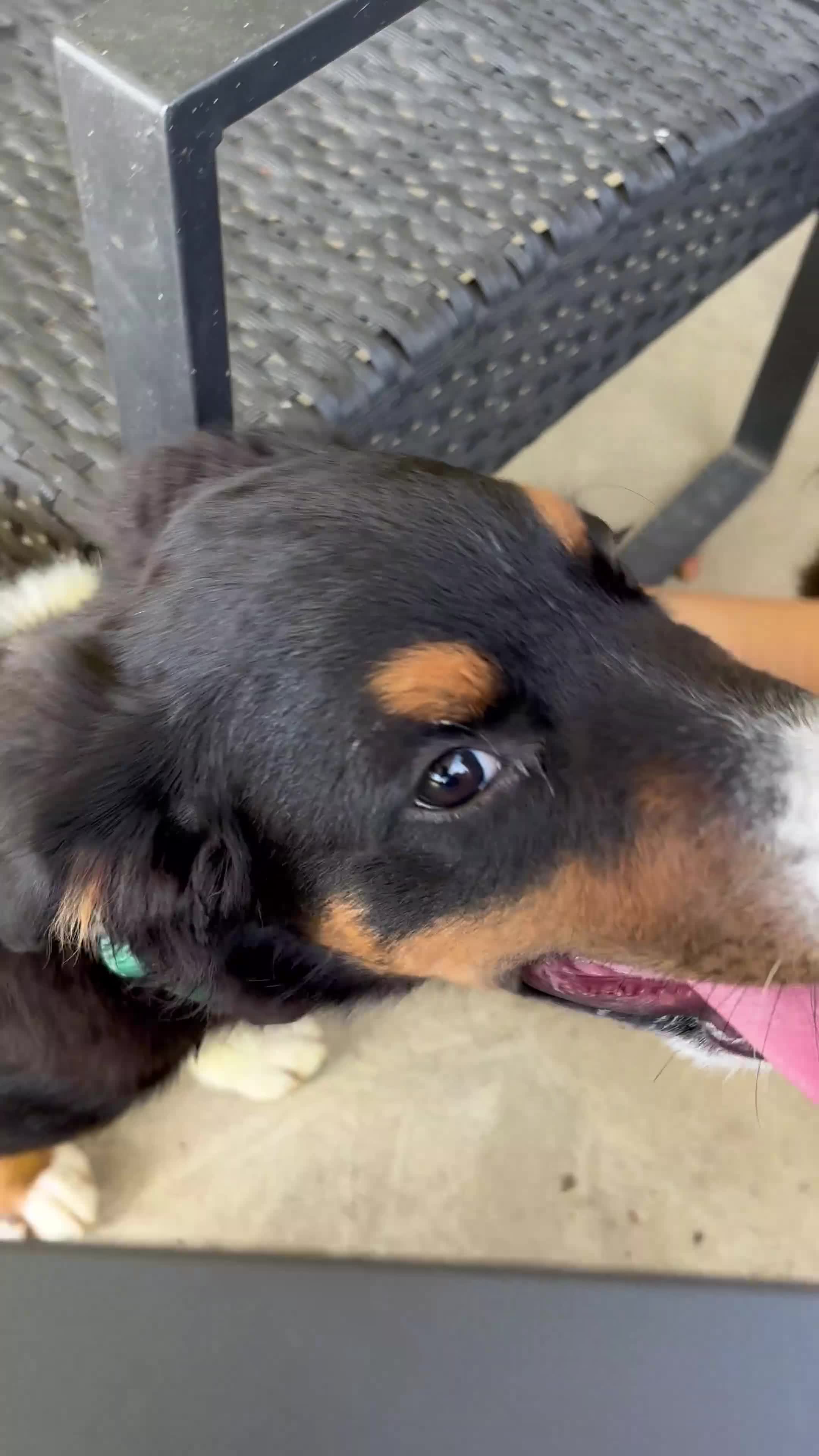 Miniature Australian Shepherd dogs for sale: #9 Sam - Video 1