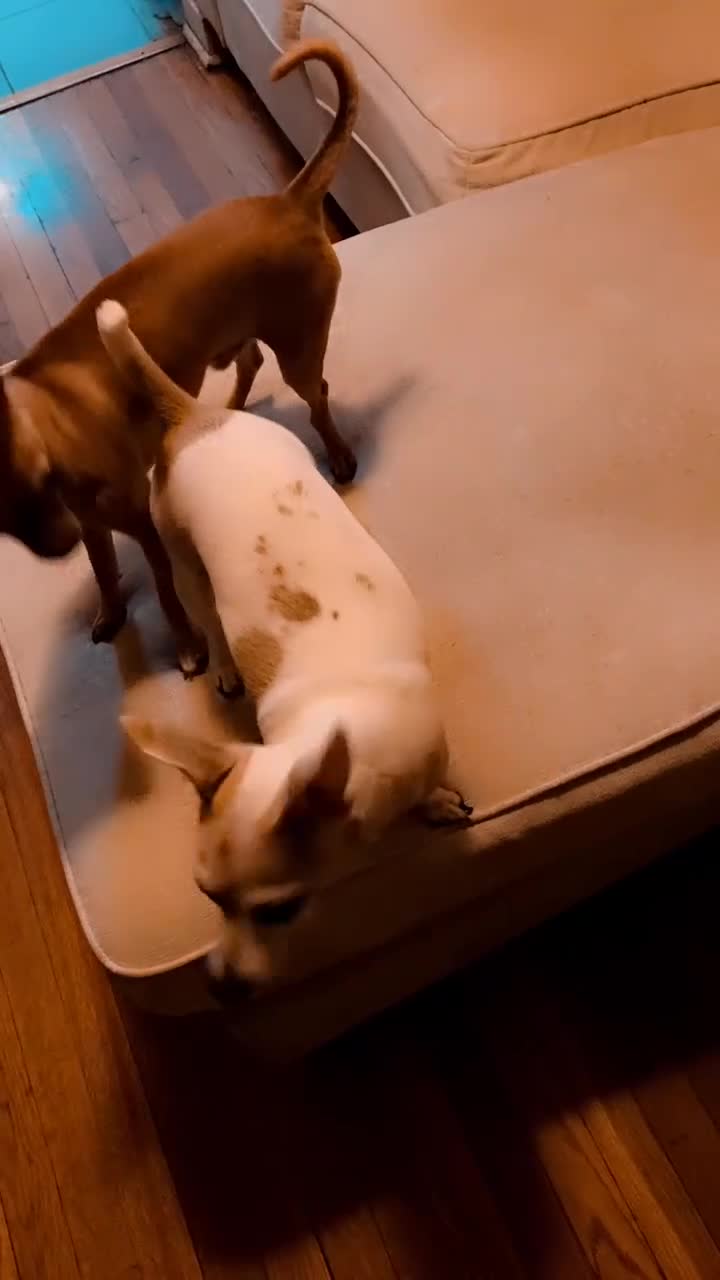 Mixed Breed dogs for sale: Mixed Breed Puppy 3 - Video 2