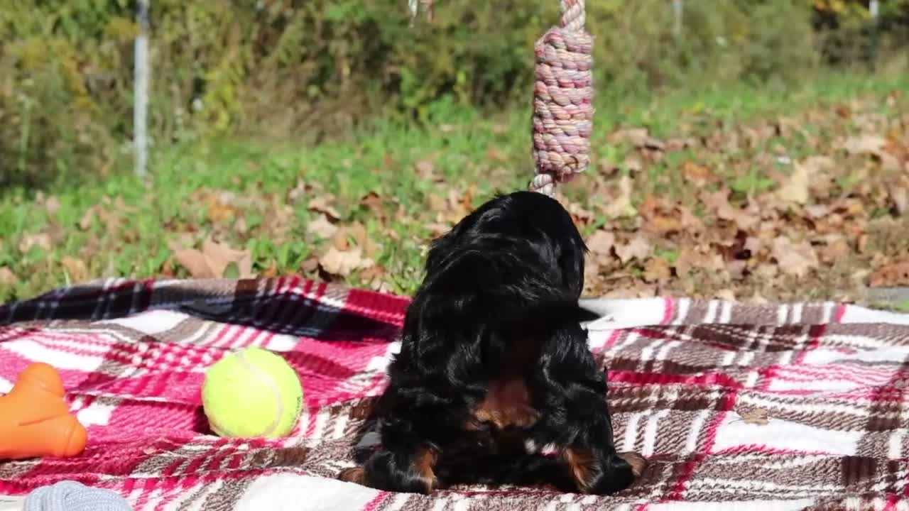 Cavapoo dogs for sale: Della - Video 1