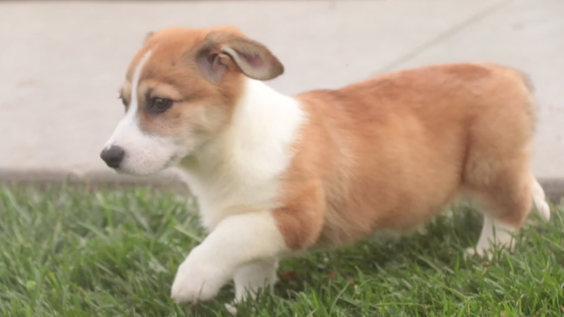 Welsh Corgi Pembroke dogs for sale: Cap'n Crunch Welsh Corgi Pembroke  - Video 2