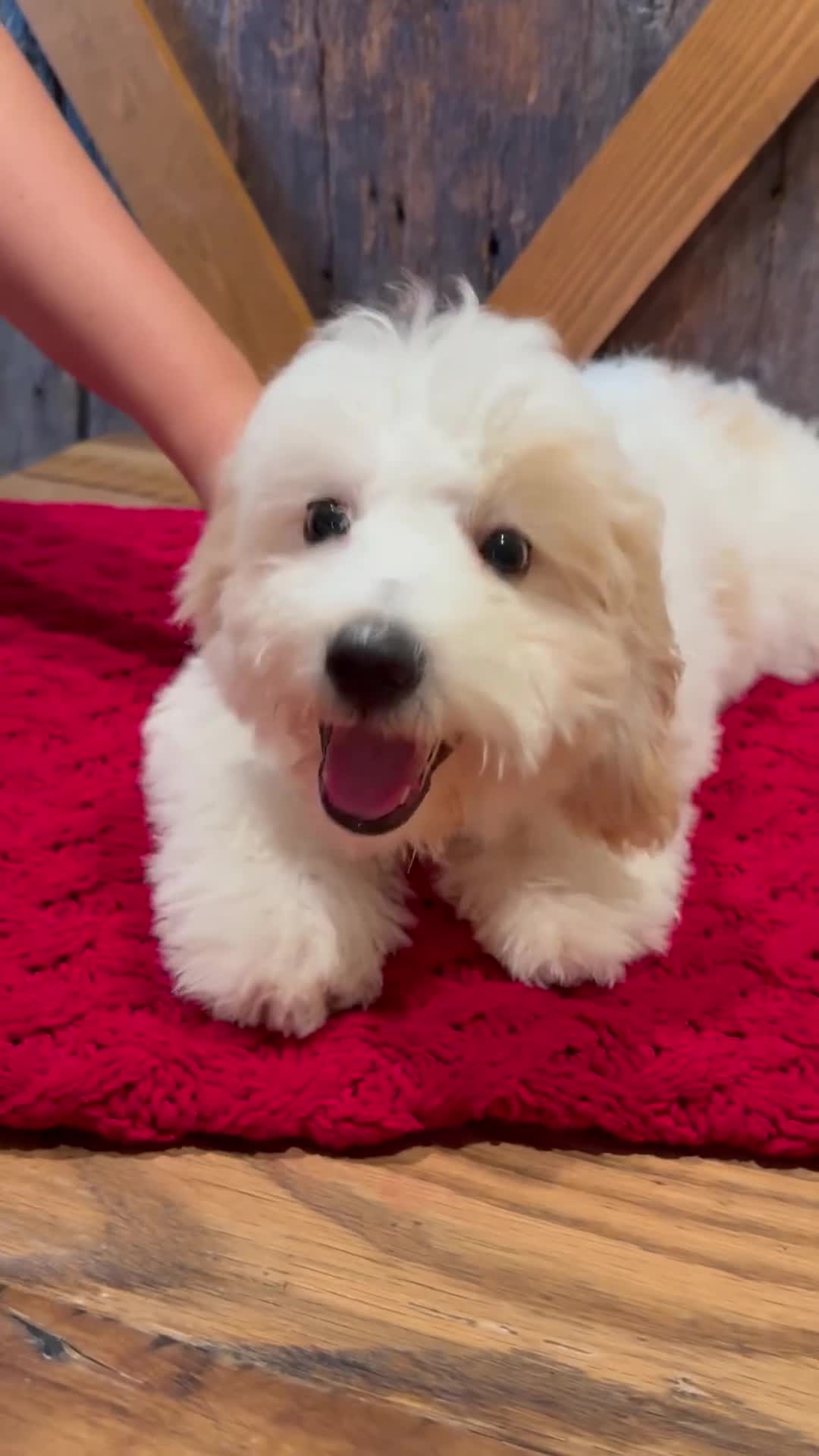 Mini Bernedoodle dogs for sale: Milo - Micro Mini Teddy Bear - Video 1